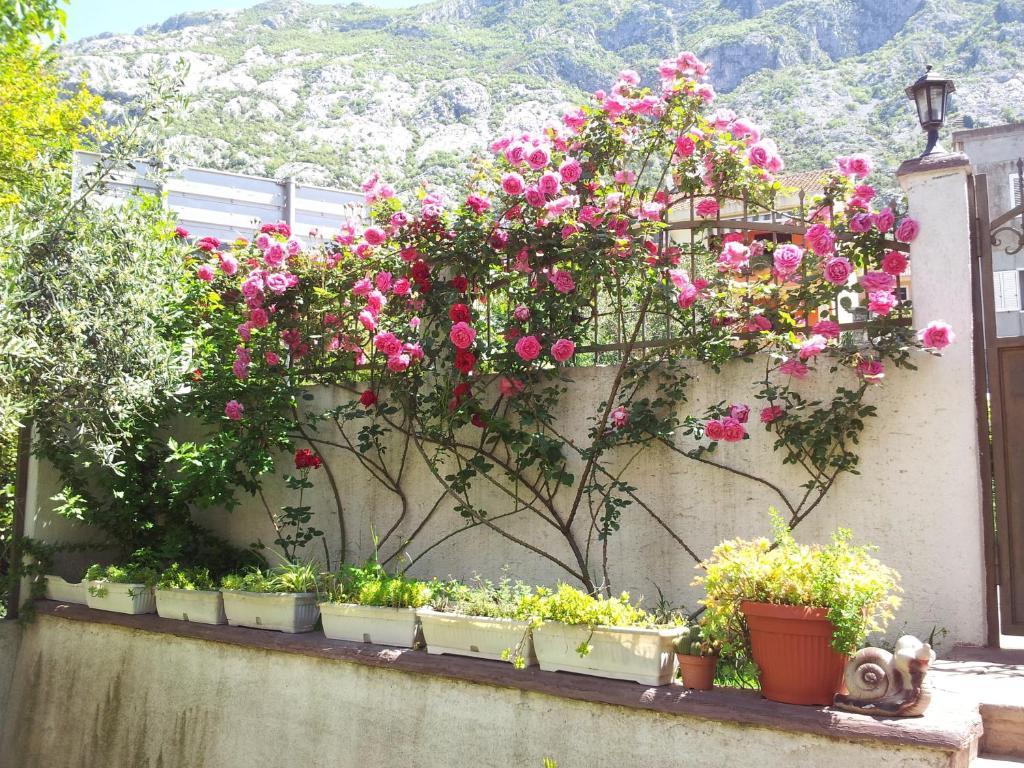 Apartments Popovic 2 Kotor Exterior photo